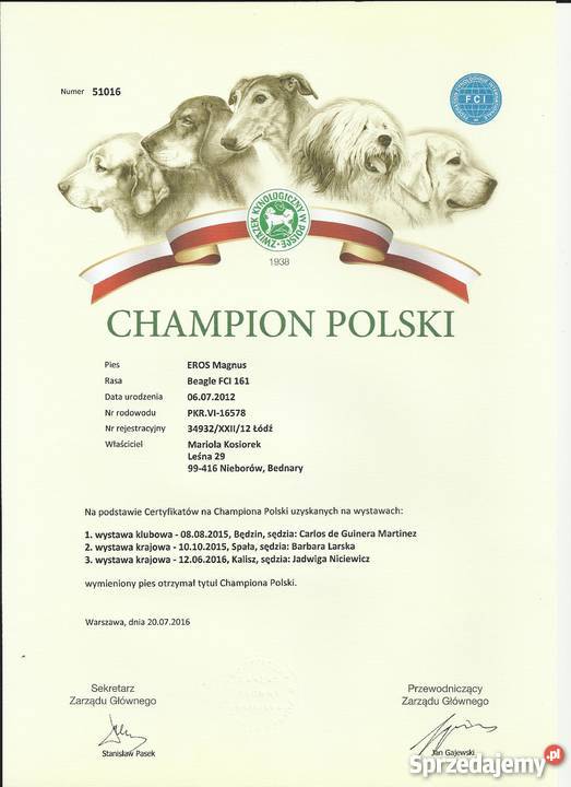 beagle szczenięra z rodowodem ZKwP FCI Bednary