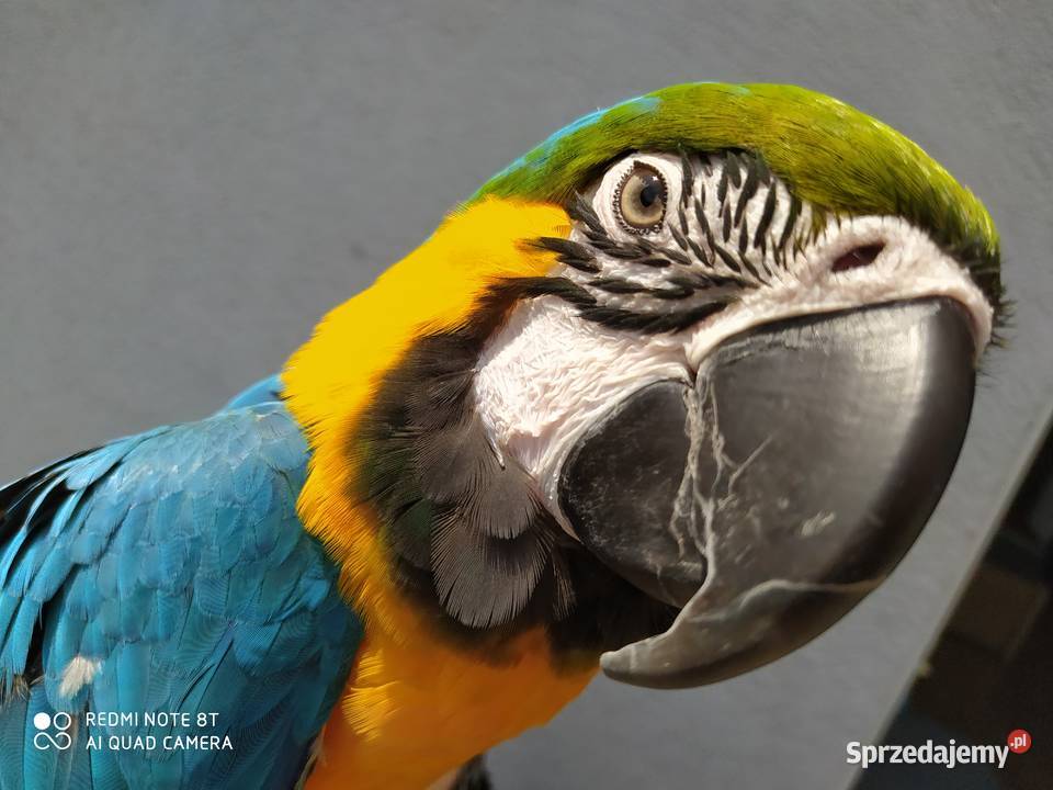 Młoda papuga Ara Warszawa