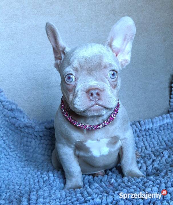 Buldg francuski suczka Pabianice sprzedam