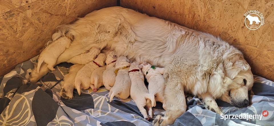 Owczarek Podhalański Pyzokluski