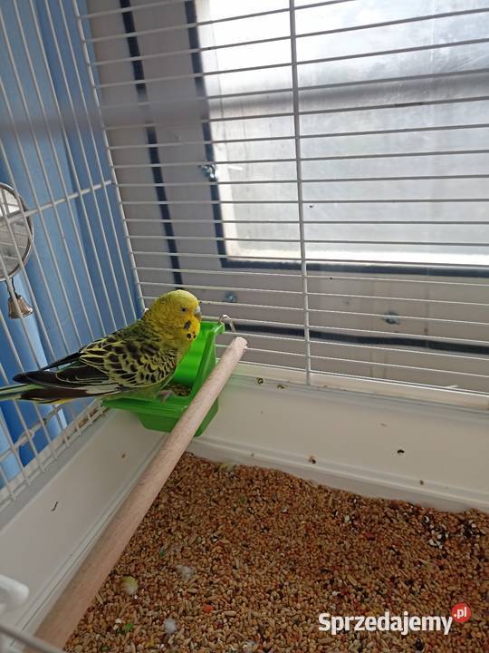 Oddam papugę falistą klatka wyposażeniem wiadro Pruszków