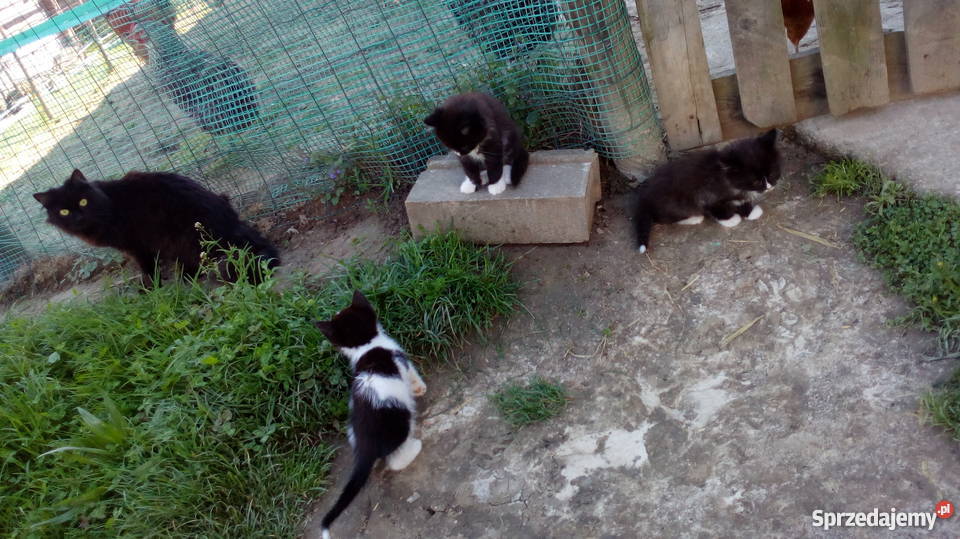 oddam małe kotki małą odpłatnością podkarpackie Ropczyce sprzedam