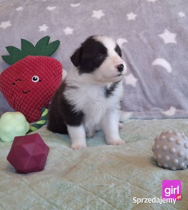 Border collie ŚLICZNE szczeniaczki z metryką Jaworzno