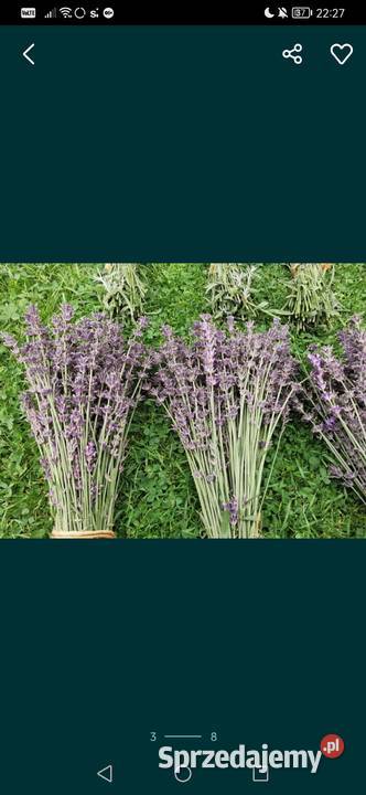 Lawenda ciętaekologiczna uprawa bukiety suszone