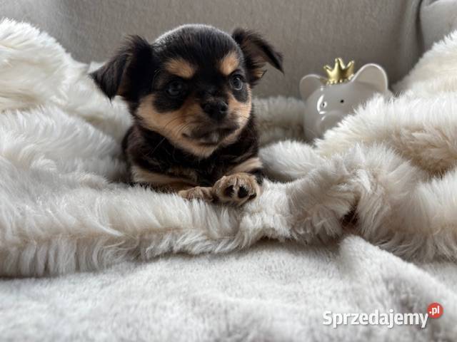 CHIHUAHUA ŚLICZNY PIESEK TRICOLOR mazowieckie sprzedam