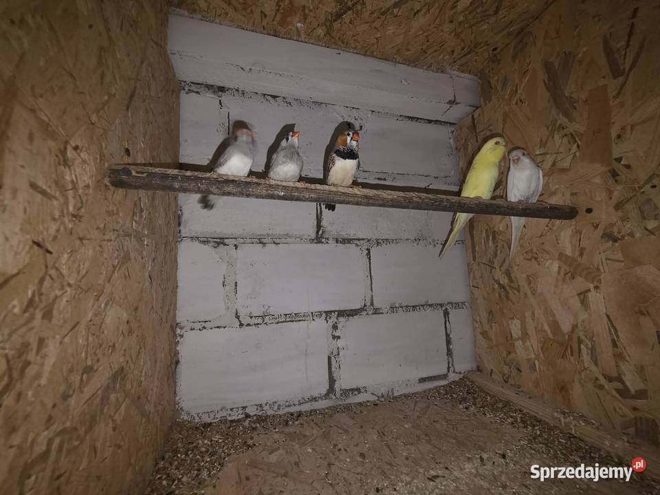 Sprzedam papugi Ptaki Kolno