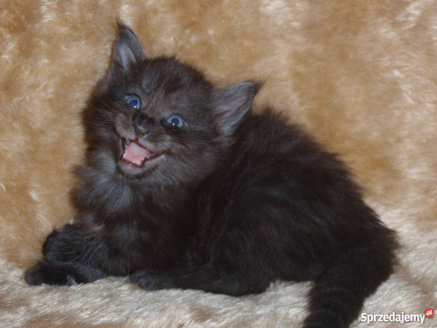kocięta Maine Coon Kraków sprzedam