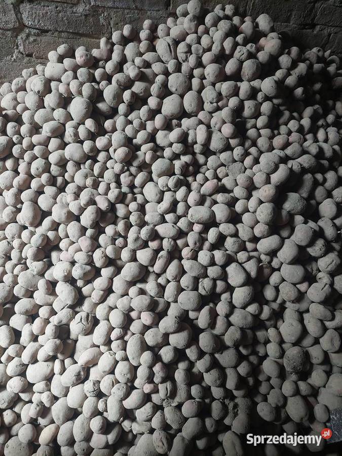 Ziemniak odpadowy sadzeniaki belarosa Wola Studzieńska-Kolonia