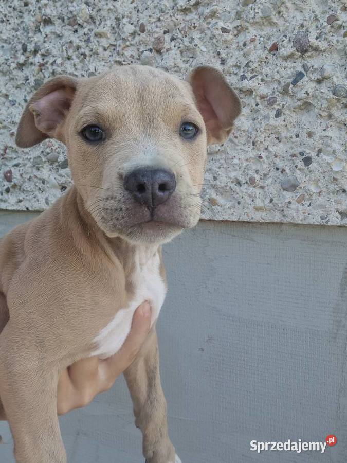 Piesek gotowy do odbioru Amstaff Amstaff Chełm