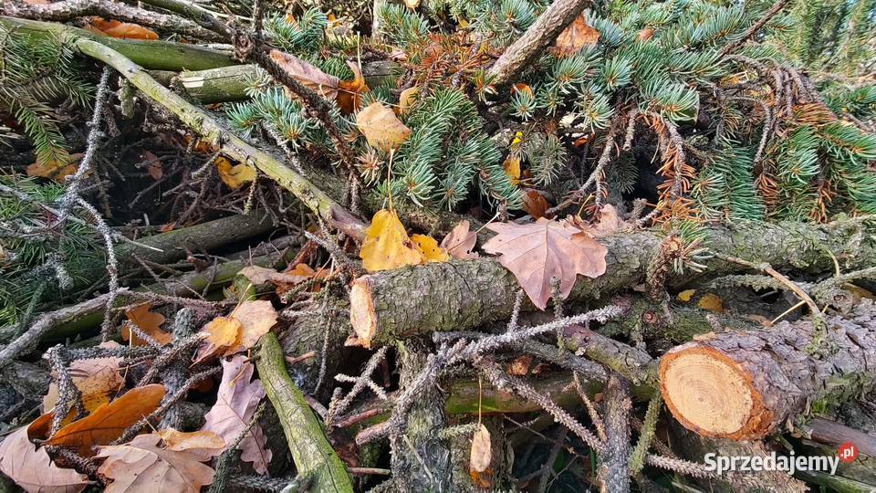 Drewno owocowe gałęzie świerkowe oddam Katowice