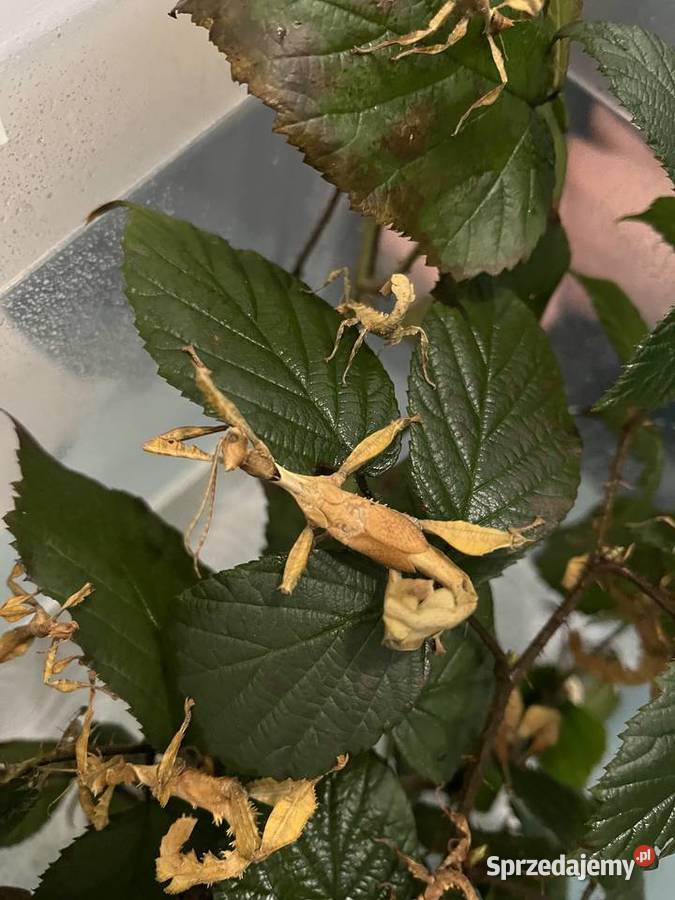 Straszyk australijski extatosoma tiaratium Rybnik