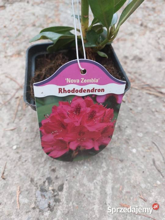 Rododendron Rododendrony 10 MIX PROMOCJA Kamień Pomorski