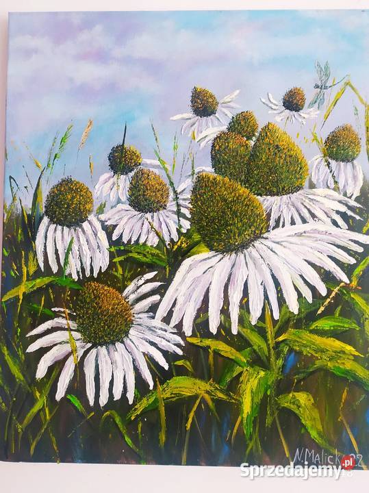 Jeżówki Warszawa sprzedam