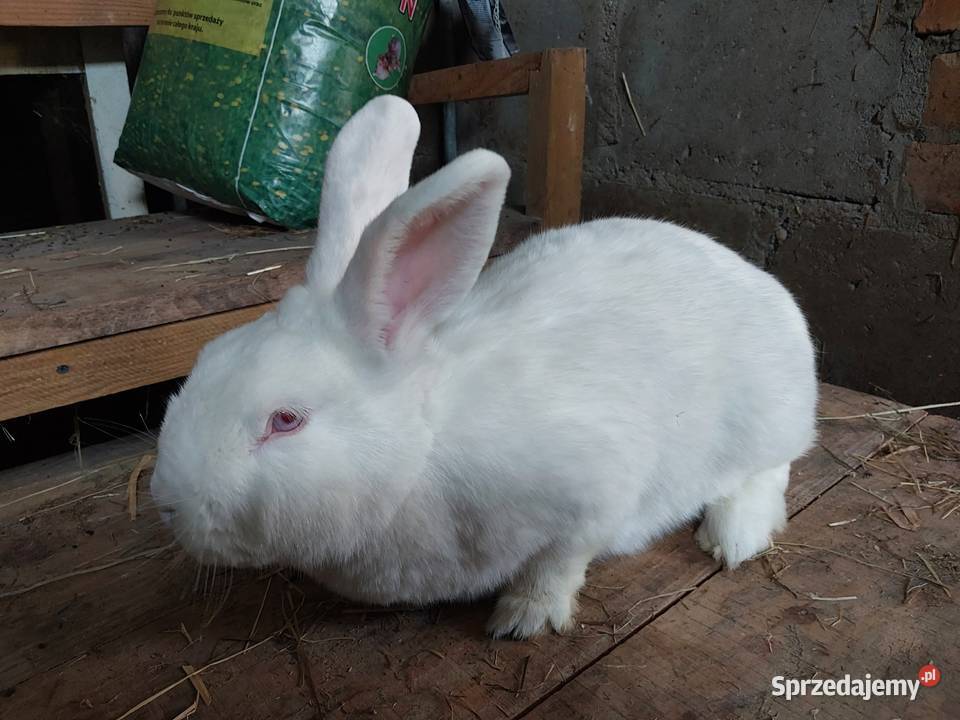 Sprzedam samice nw biała