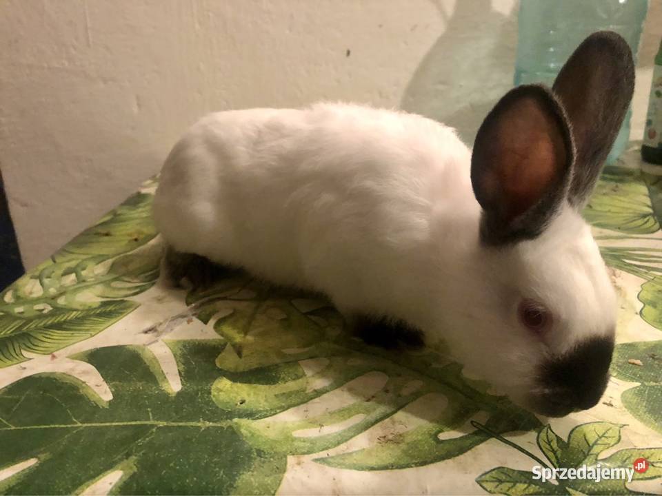 Krolik Kalifornia Puńców