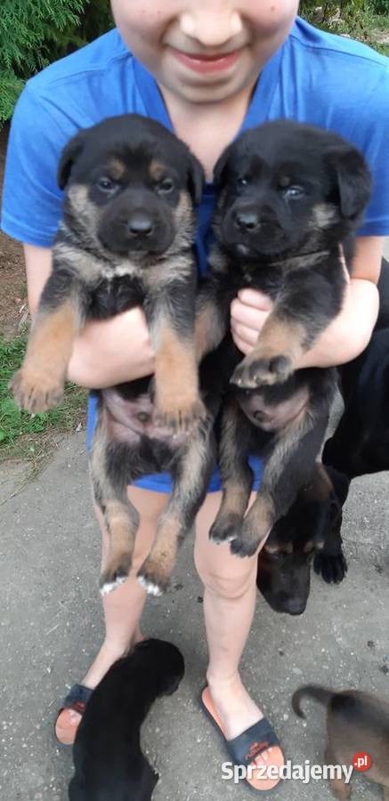 Szczeniaczki owczarku i cane corso małopolskie