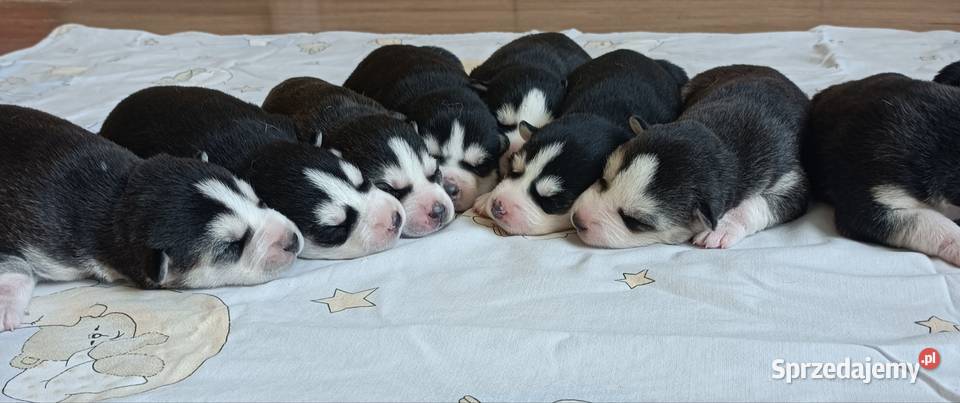 Szczeniaczki Siberian husky z elitarnym Krośniewice sprzedam