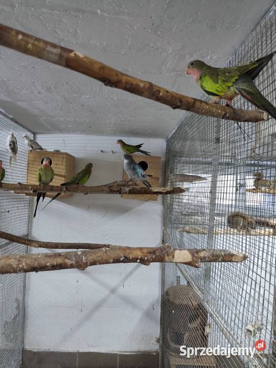 Księżniczki walii młode 2425 całe stado Pszczyna