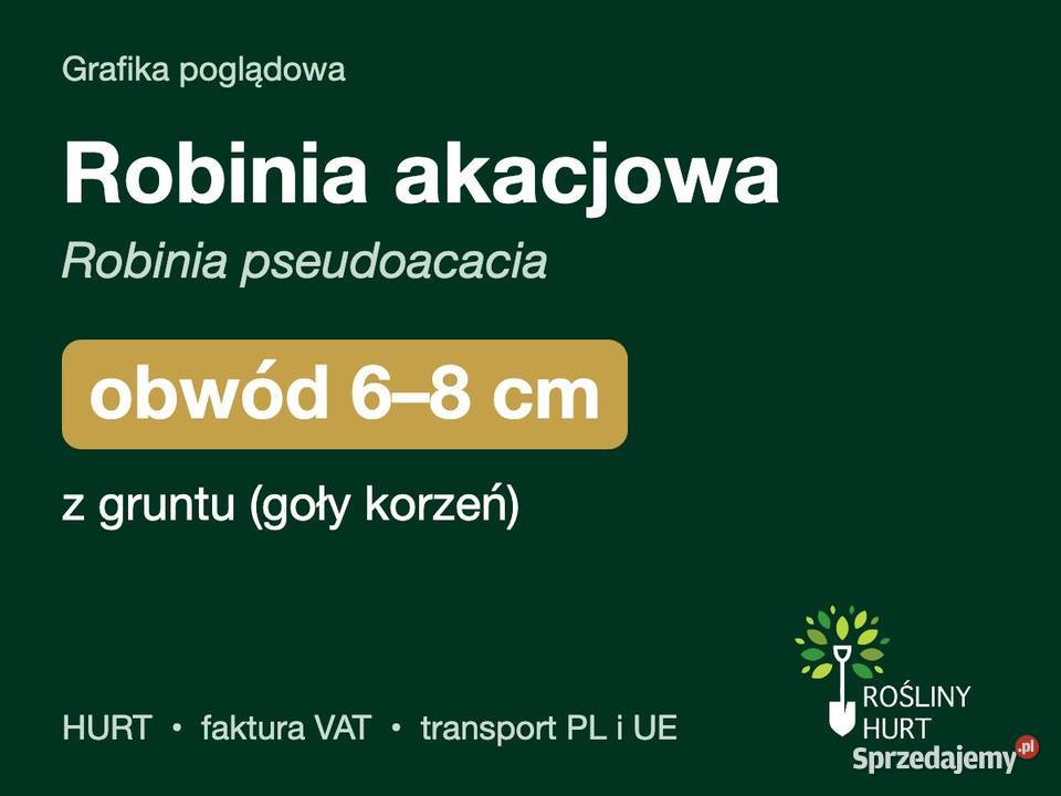 Robinia akacjowa Robinia pseudoacacia obwód 68 z wielkopolskie