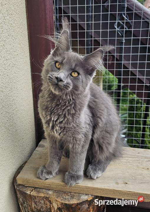 duży niebieski kocurek Maine Coon FPL pomorskie Gdańsk