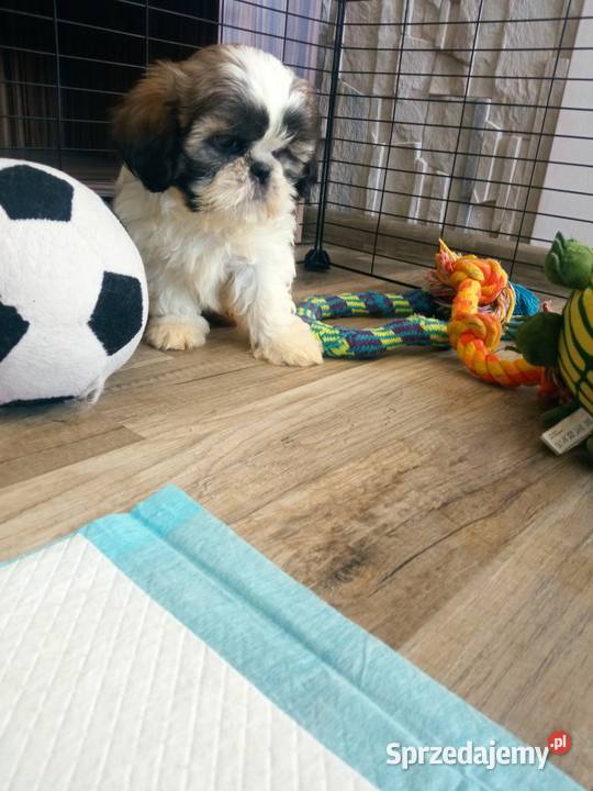 Shihtzu pieski i suczki Dębica
