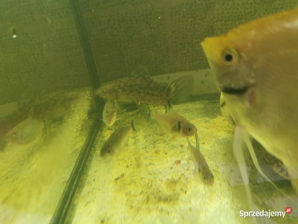 Rybki Akwariowe Akwaryjne Gupiki Skalar Górami Buk