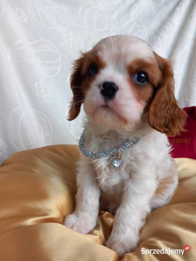 Cavalier King Charles Spaniel Strzelce Opolskie sprzedam
