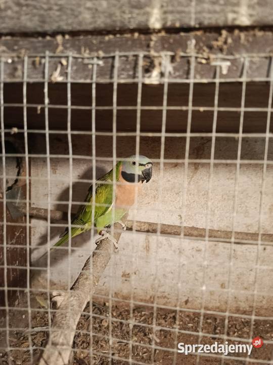 Aleksandretta różana Pszów