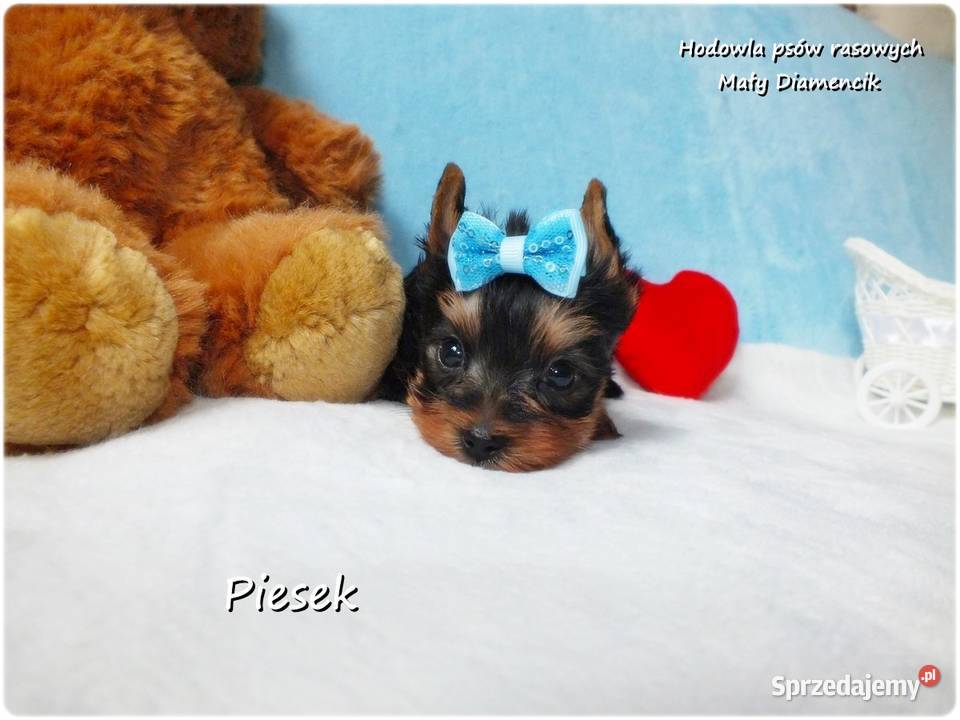 Maleńki piesek York Yorkshire Terrier z Żary sprzedam