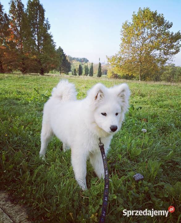 Samojed piesek 5mcy Championie Polski Halinów