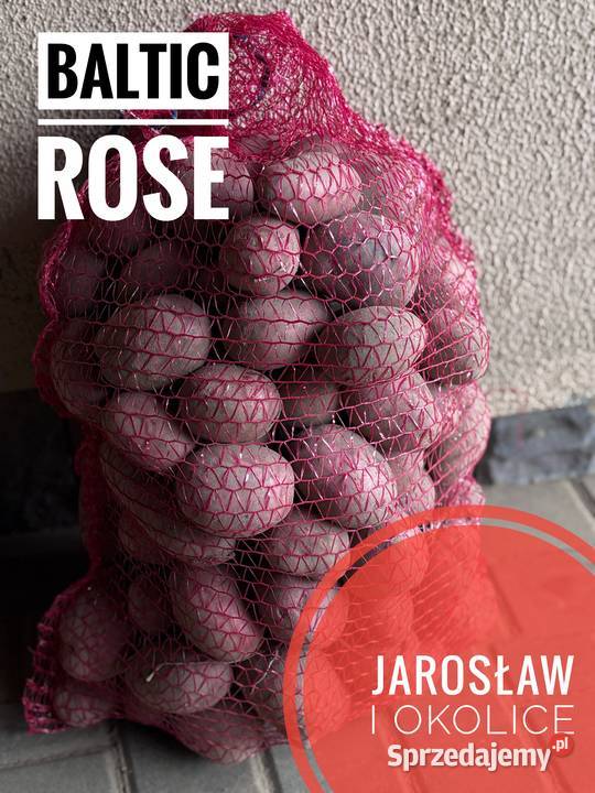 Sprzedam ziemniaki odmiana Bellarosa Baltic Rose Jarosław
