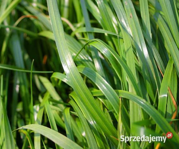 DSV Futtertrio Mieszanki poplonowe 25 Mękwa