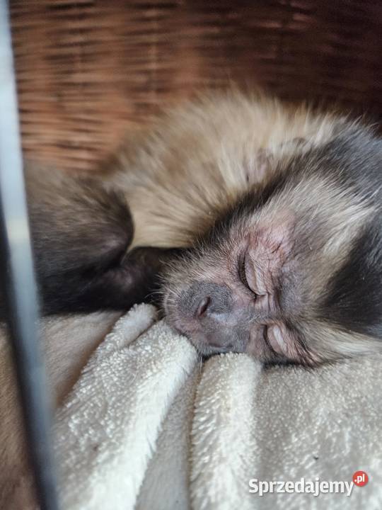 Kapucynka czubata Bystra