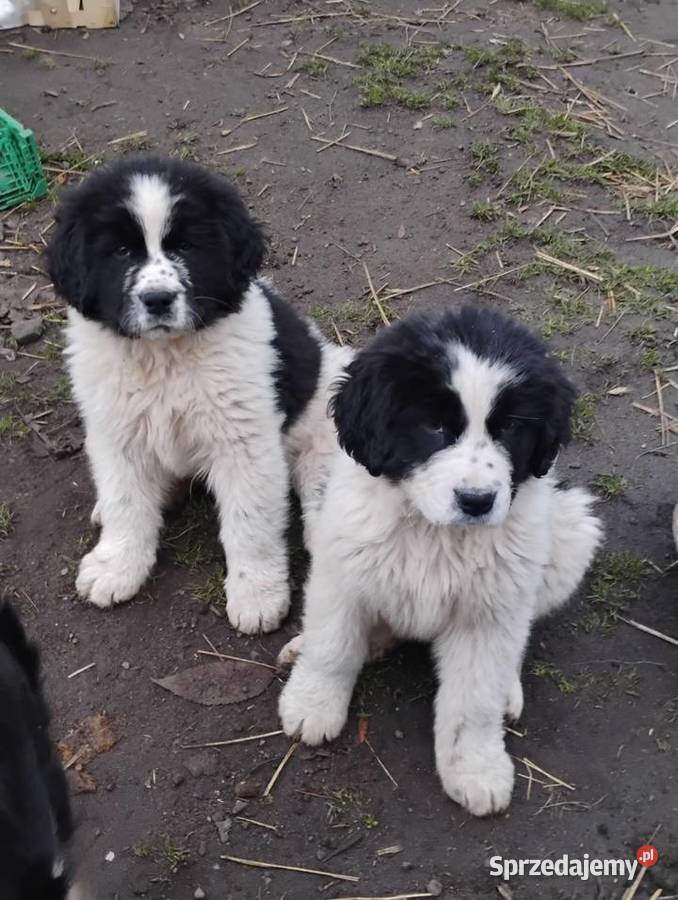 Nowofundland szczeniaki Starogard Gdański