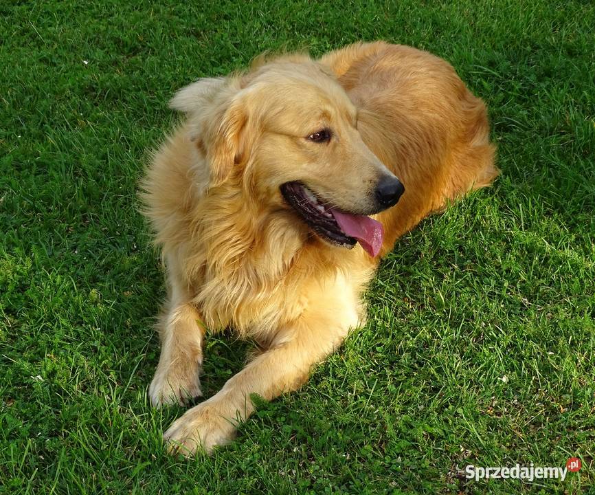 Golden retriever Przysucha sprzedam