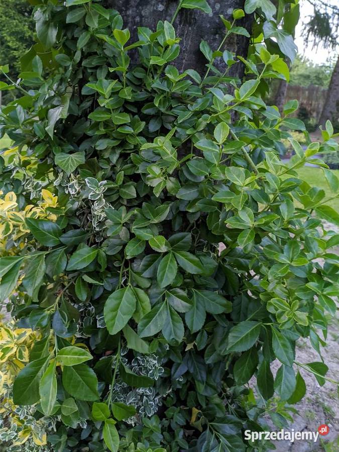 Trzmielina Zielona pnąca sztobry lubelskie Lublin