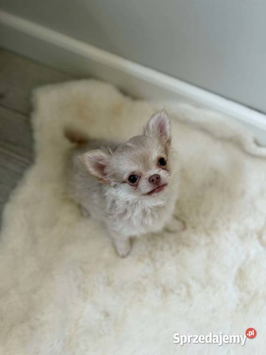 Liliowy długowłosy szczeniak rasy chihuahua łódzkie Poddębice