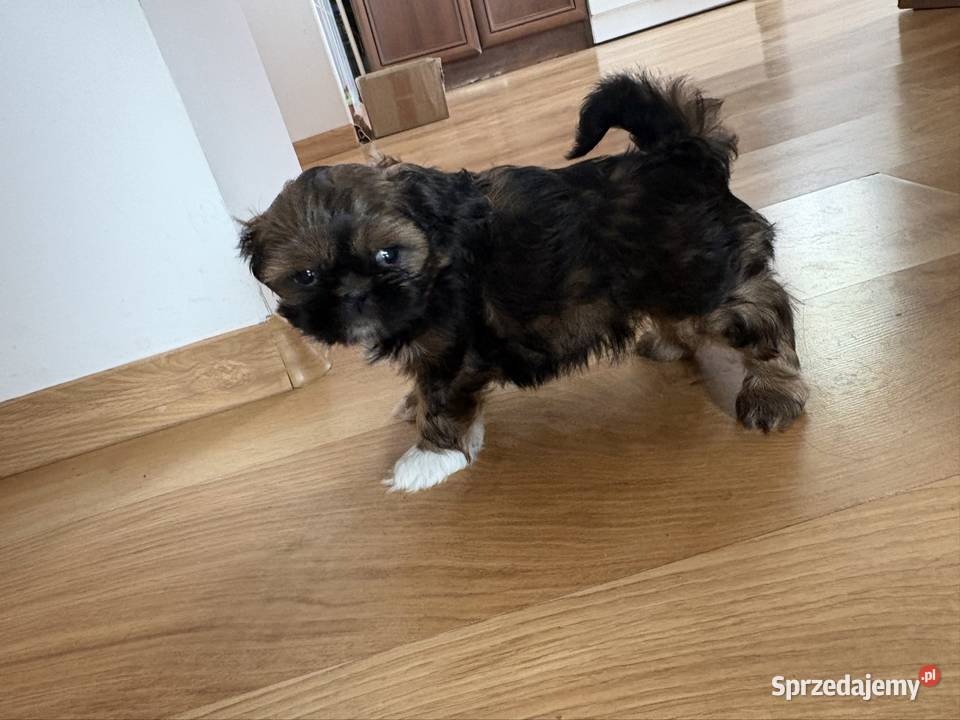 Suczka Shih Tzu Lipa