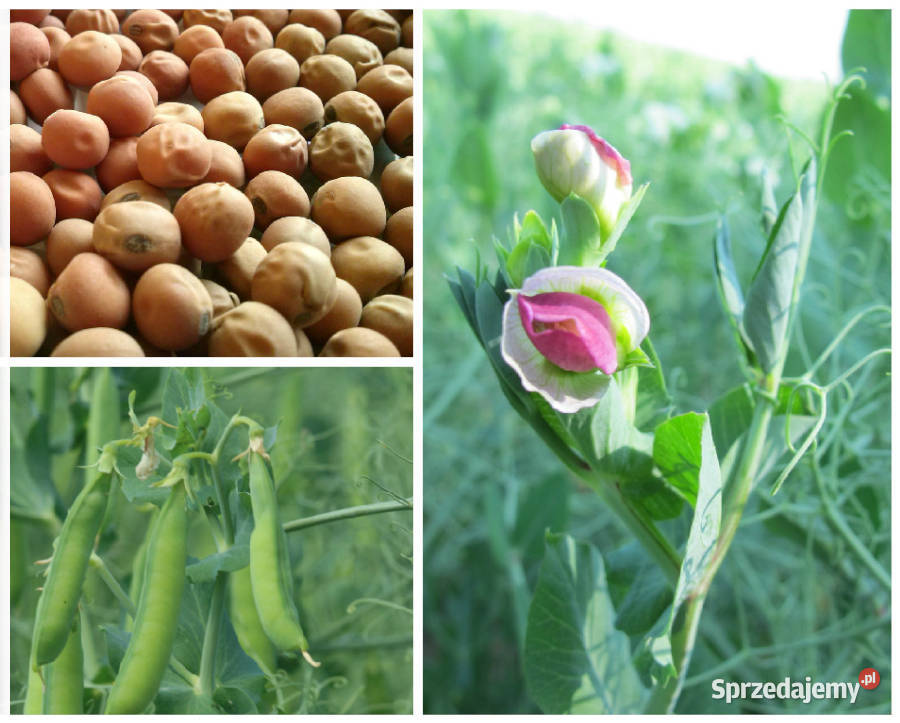 Groch siewny Astronaute