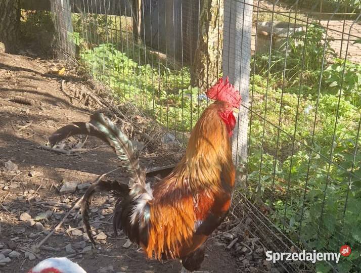 Sprzedam Koguta małopolskie Skrzydlna