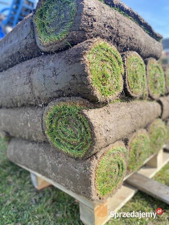Trawa z rolki trawnik z rolki hurt i detal