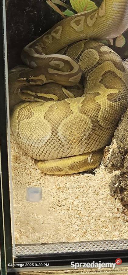 Pyton królewski python regius samica enchi Kraków sprzedam