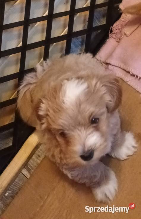Sprzedam pieski rasy maltipoo z czipem Maltańczyk Andrychów