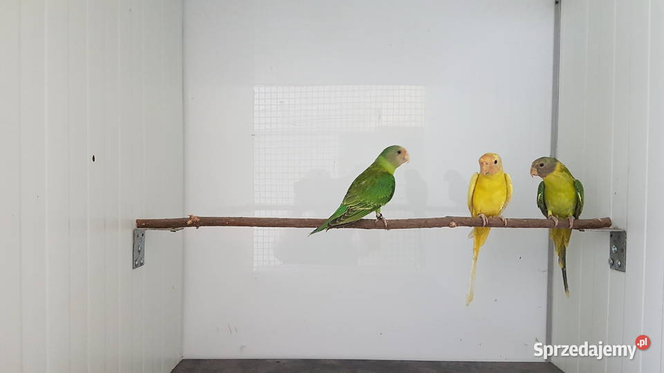 Aleksandretta śliwogłowa aleksandretty Leszno sprzedam