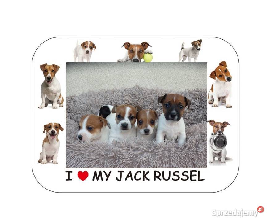Jack Russell Terrier zapowiedź miotu WIOSNA 25 Bełchatów