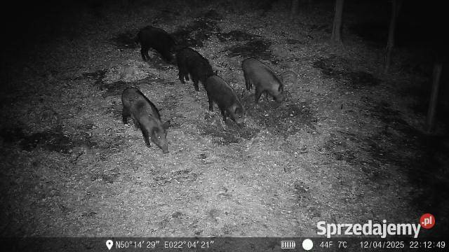 Fotopułapka SF58CG z modułem GPS Stobierna