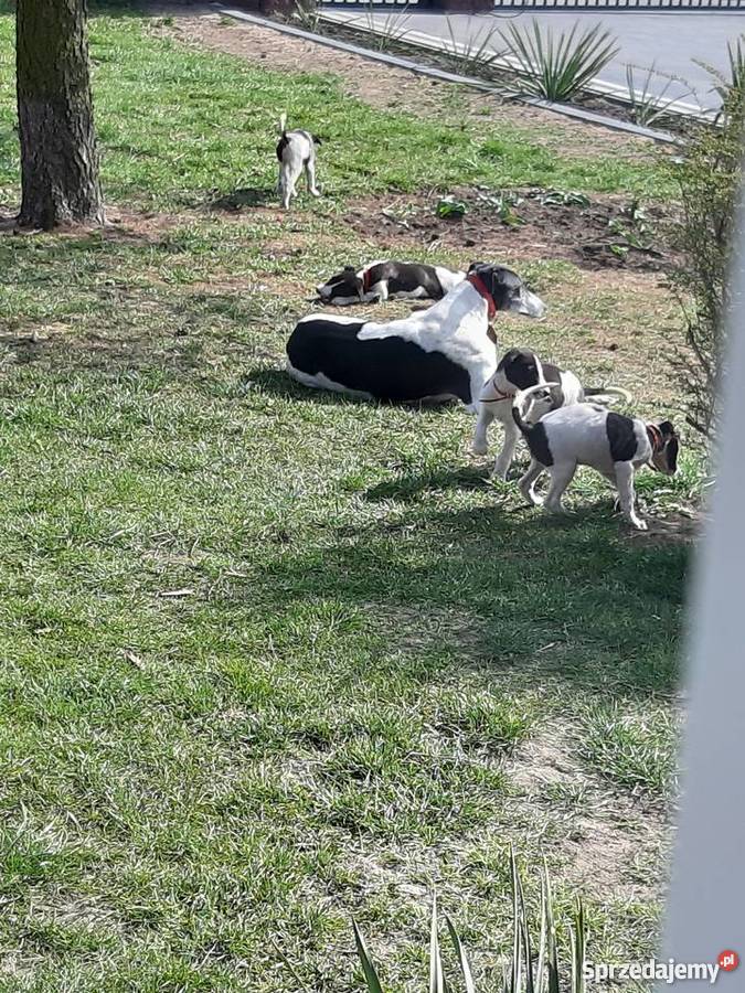 Chart polski śliczne szczenięta Żelechów