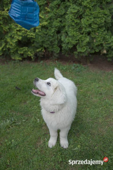 Sprzedam szczeniaczki rasy Polski Owczarek