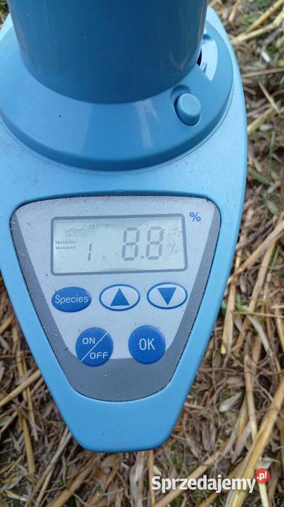 Owies ozimy Pacanówka