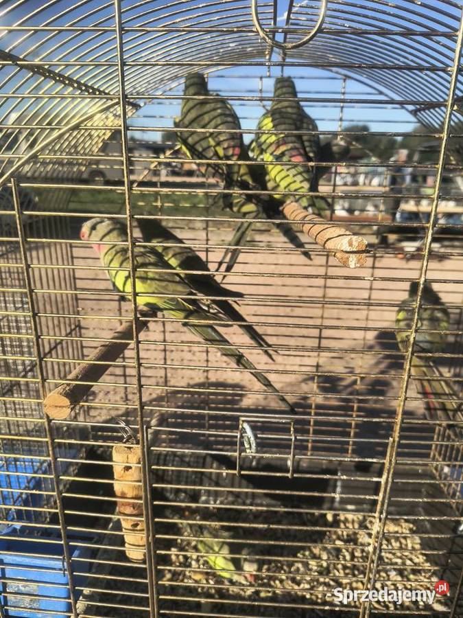 Papugi rózne Jaworowa